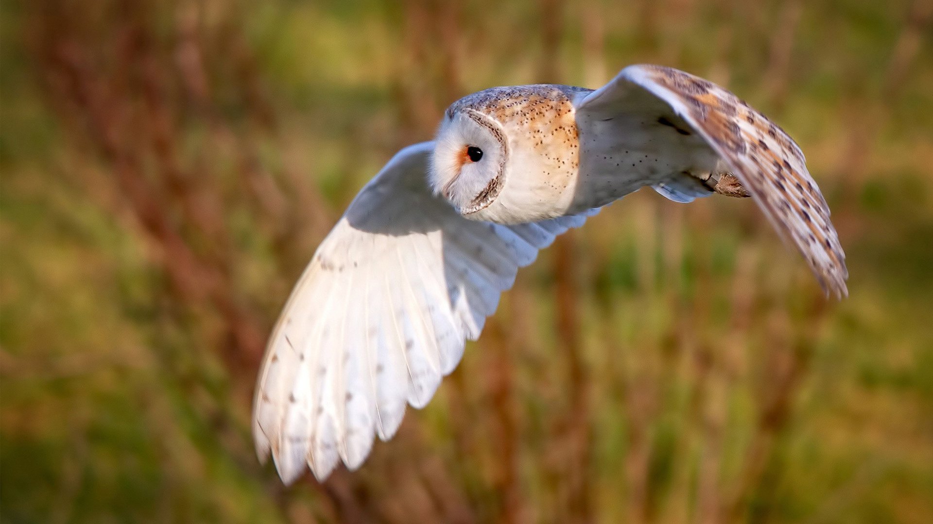 量子对撞中的篮球奇观，当猛龙撕裂广厦防线，布伦森完成跨维度征服