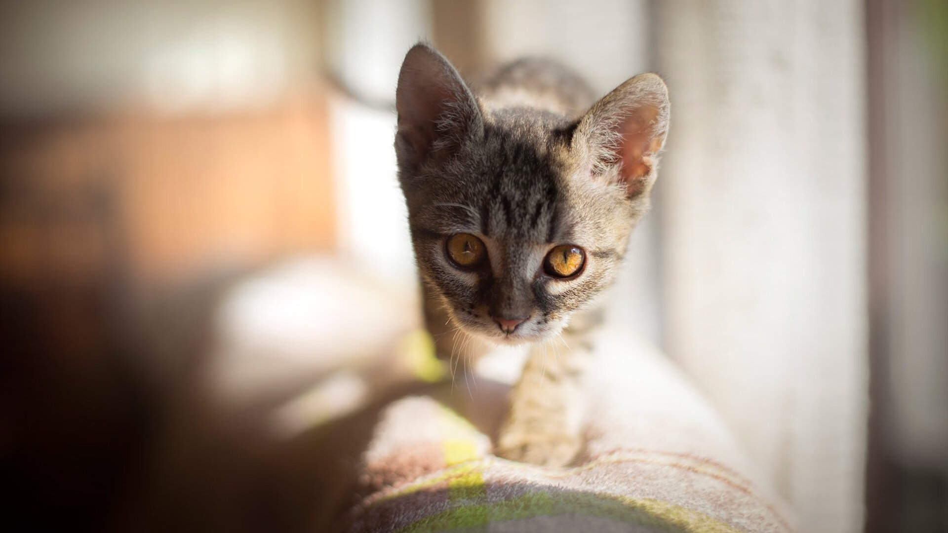 樱与黑白，阿坎吉两度封神，日本足球的抗欧里程碑 当瑞士铁闸扼杀意大利豪门最后生机，亚洲足球今夜改写欧冠叙事