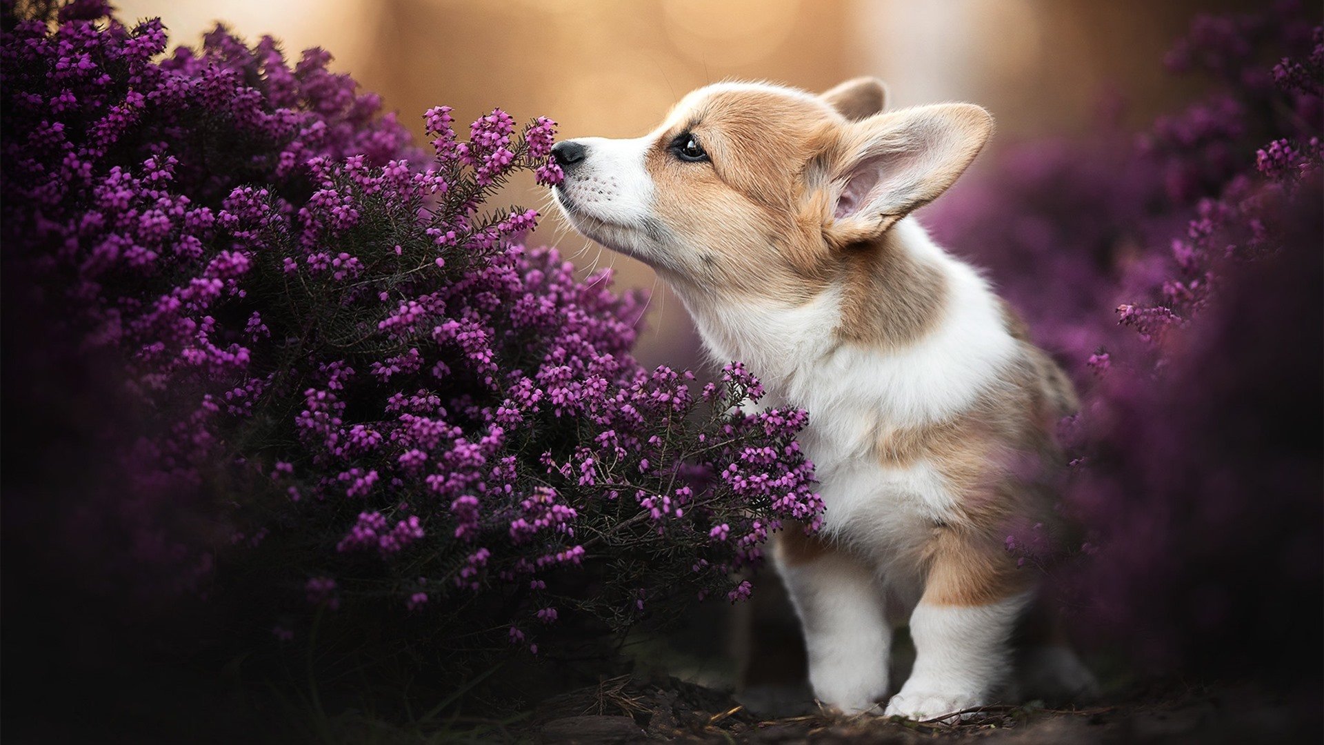 平行宇宙的哨声,当国王闯入东决,福克斯在时间尽头封神