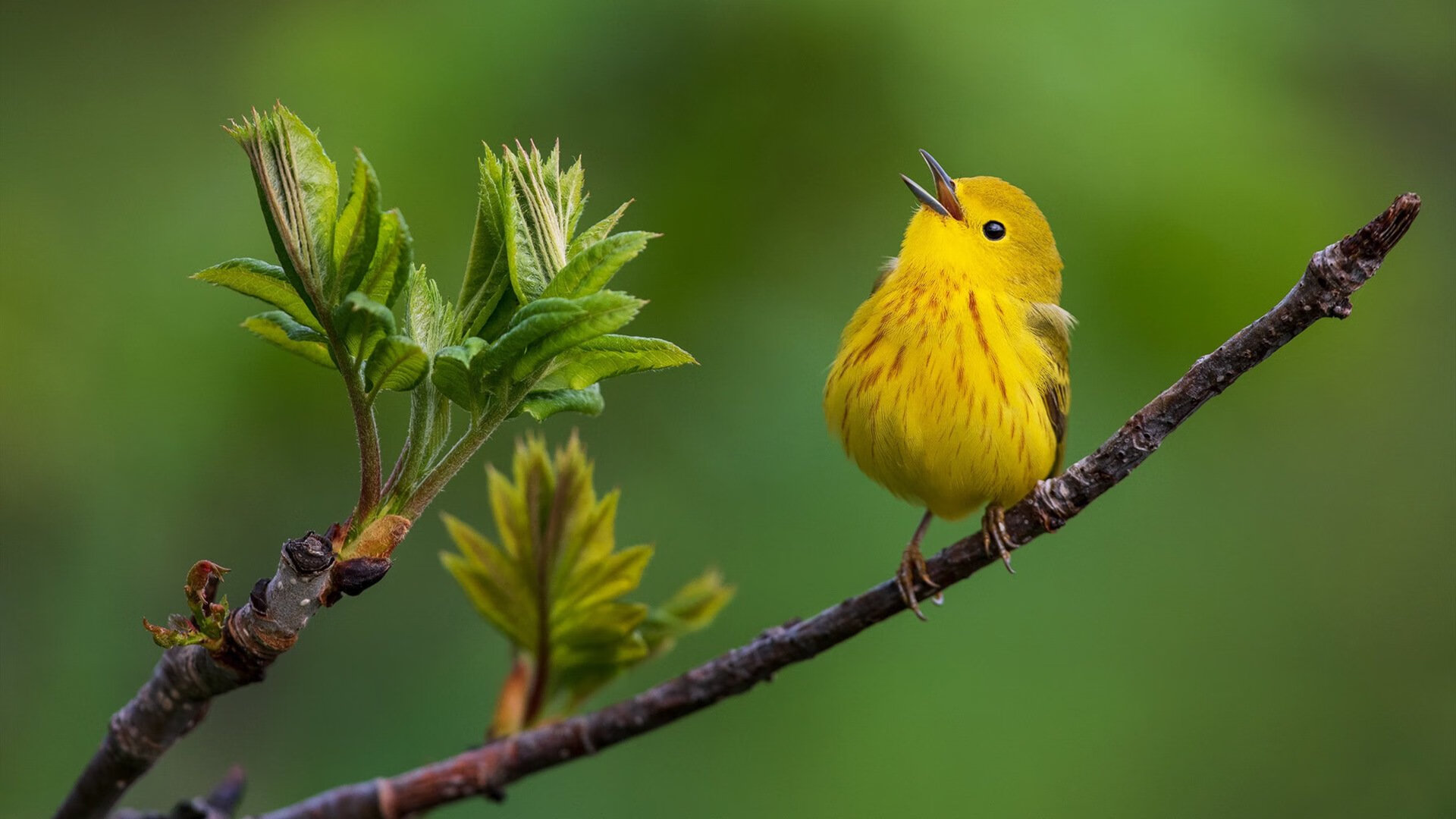 凯塞多接管街道赛,西班牙足球式防守在F1赛道的完美演绎