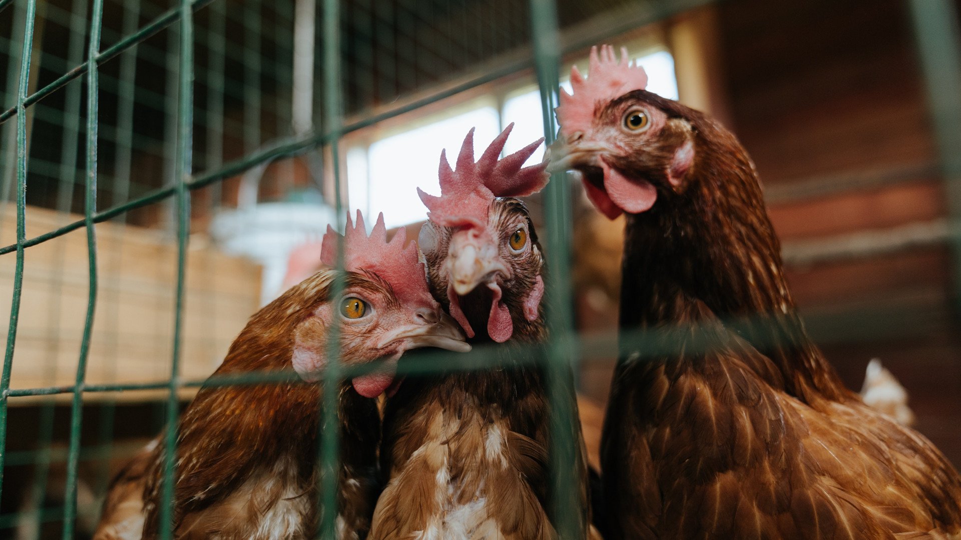 锁链、艺术与窒息感,从国家德比的攻防交响到深圳队的铁血防守