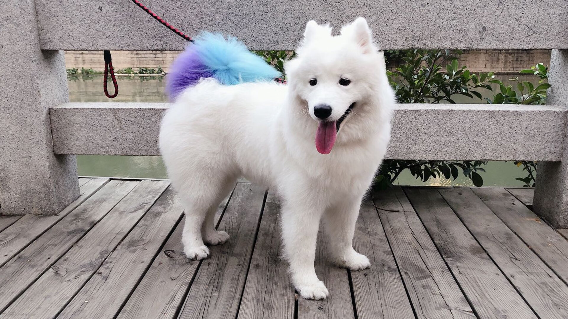 历史强制与数据洪流,从德奥合并到赖斯数据爆炸的反思