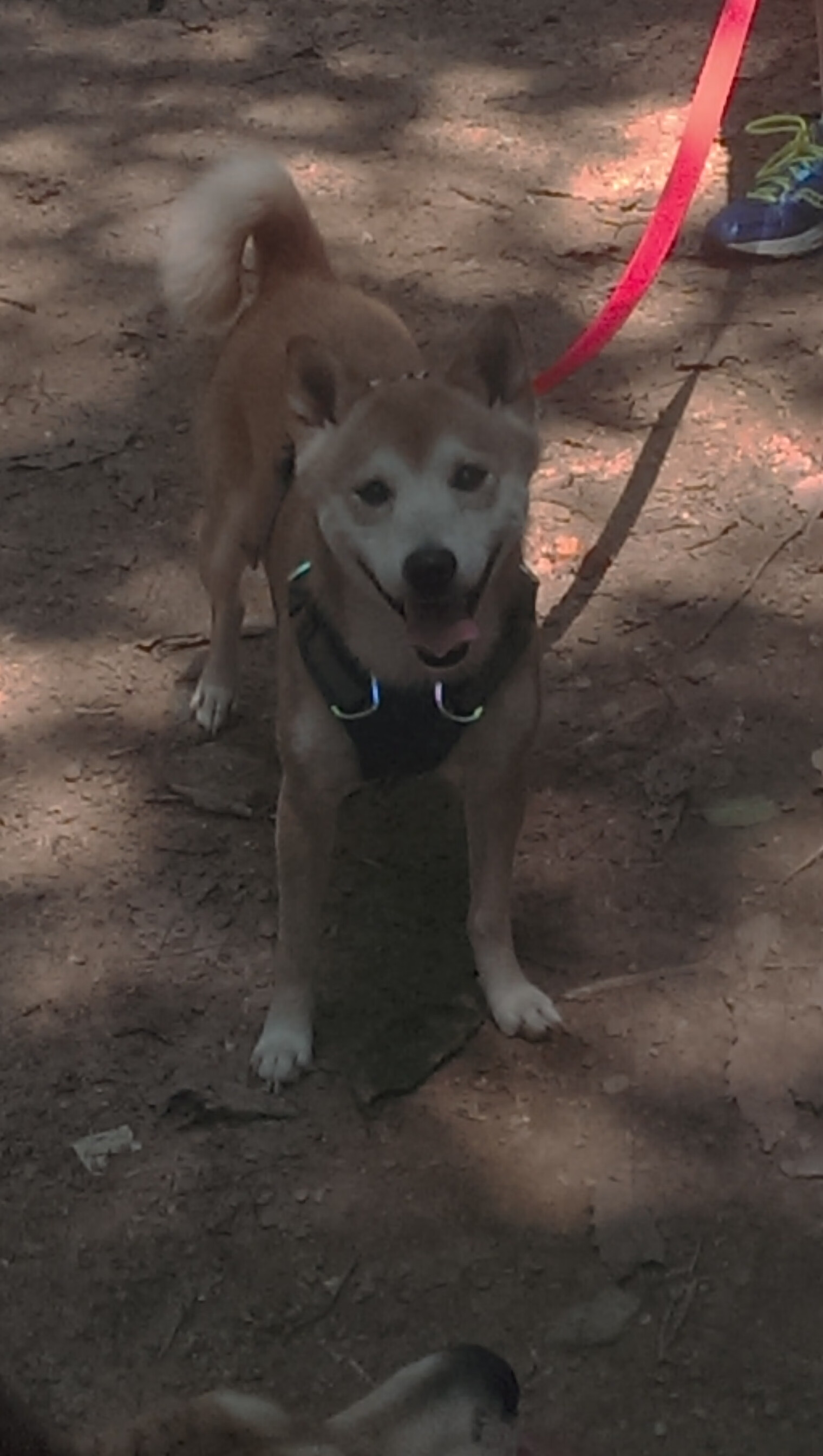 闪电战席卷罗马城，莱比锡红牛90分钟终结欧冠悬念