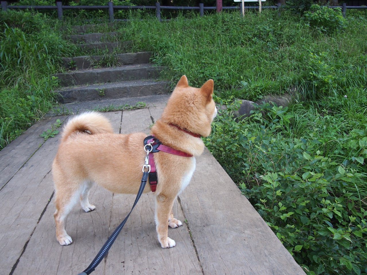 冰与火之歌，总决赛夜，加维在压力下绽放的唯一光芒