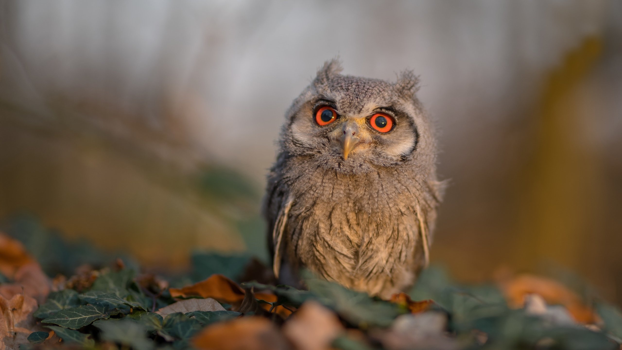 跨界接管,当约基奇在F1赛道绝杀,雄鹿已在篮球场碾过独行侠