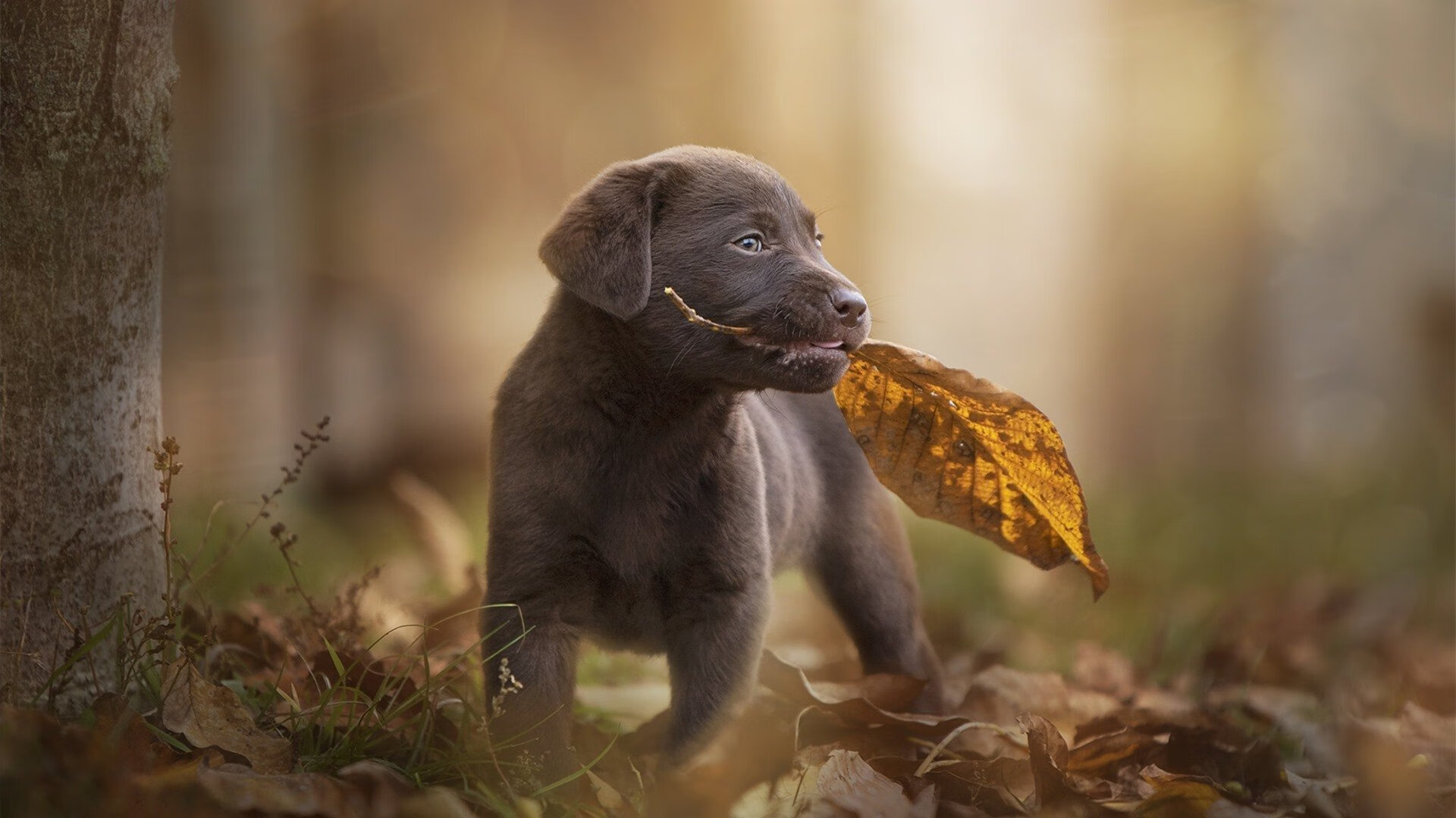 魔术绝境逆袭争冠路!乔治神兵天降独行侠