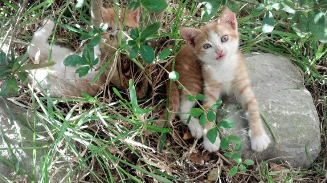 穹顶之下，戈贝尔划定的唯一法则